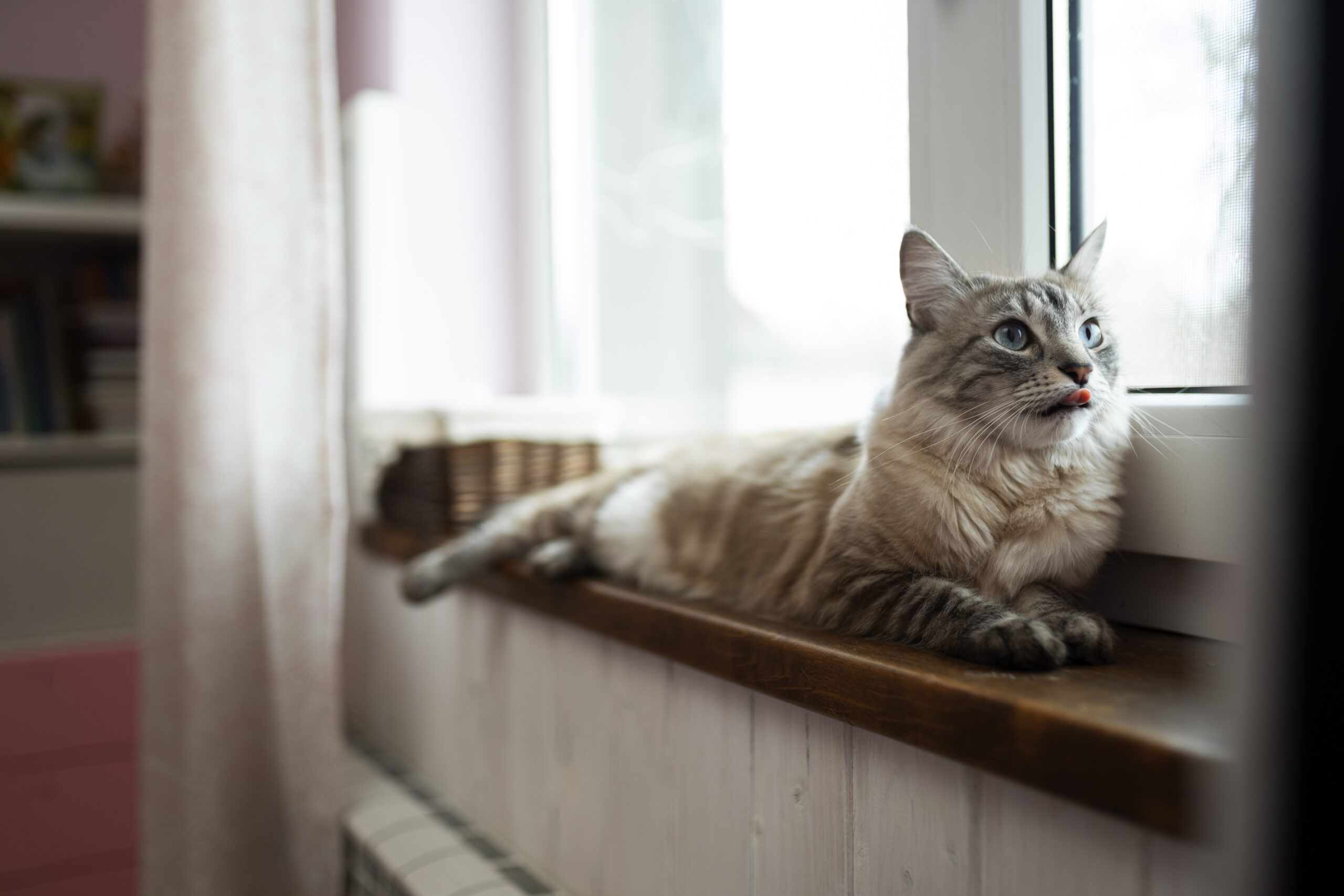 cute-cat-laying-by-window